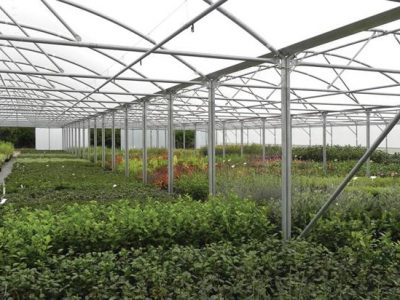 Our innovative poly tunnels at Rainbow Plants were featured in Horticultural Week