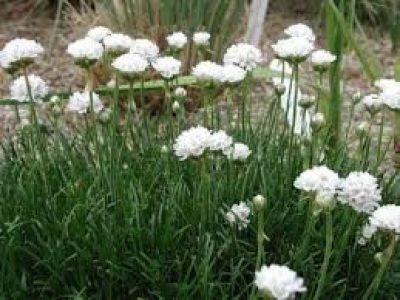ARMERIA MARITIMA morning star white
