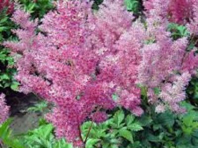 ASTILBE MAINZ