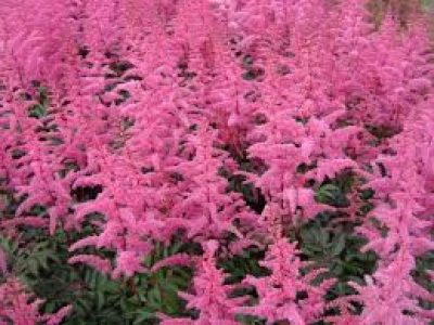 ASTILBE RHEINLAND