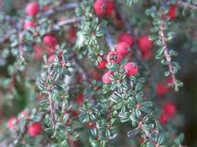 COTONEASTER MICROPHYLLUS