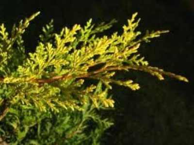 Cupressus castlewellan gold