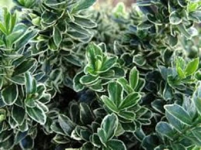 EUONYMUS MICROPHYLLUS VARGATA