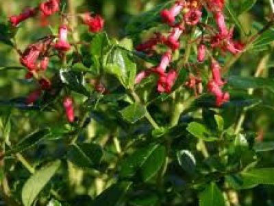 Escallonia crimson spire