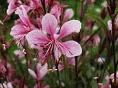 GAURA LINDLEIMERI SISKIYOU PINK FOUNTAIN 1