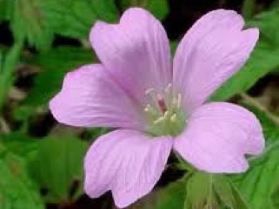 GERANIUM WARGRAVE PINK