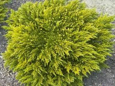 HEBE OCHRACEA