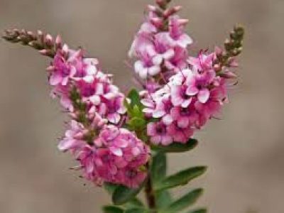 HEBE PINK PIXIE