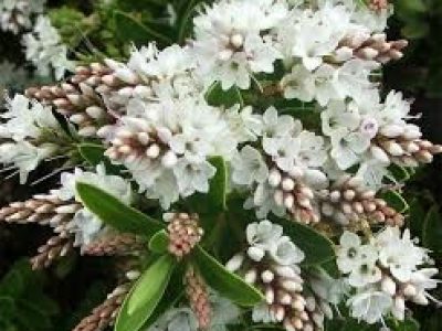 HEBE WHITE LADY