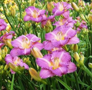 HEMEROCALLIS 'ENTRAPMENT'