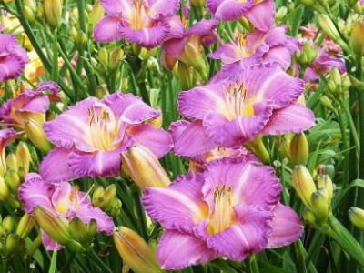 HEMEROCALLIS 'ENTRAPMENT'