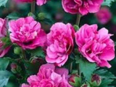 HIBISCUS DUC DE BRABANT