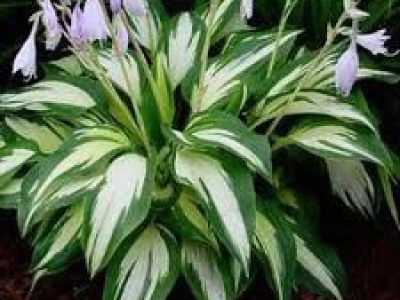HOSTA CHRISTMAS CANDY