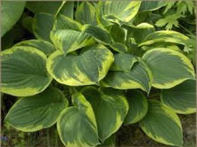 HOSTA FORTUNEI AUREOMARGINATA