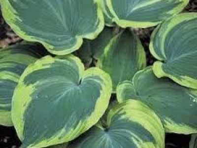 HOSTA HEARTH ANGEL