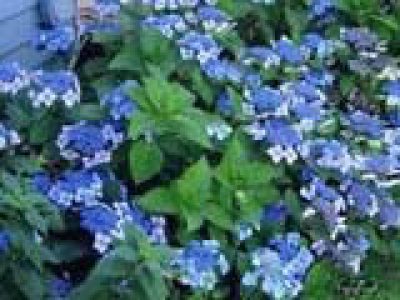 Hydrangea teller blue