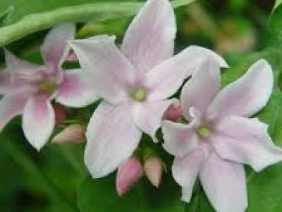 JASMINIUM STEPHANENSE