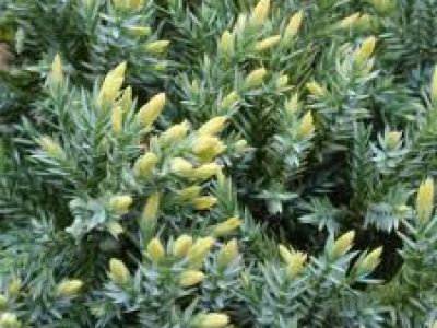 JUNIPER DREAM JOY