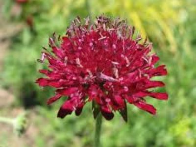KNAUTIA MACEDONICA