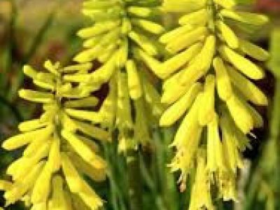 KNIPHOFIA lemon popsicle