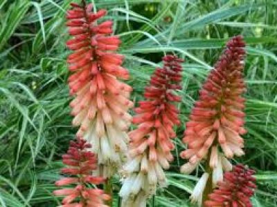 KNIPHOFIA orange popsicle
