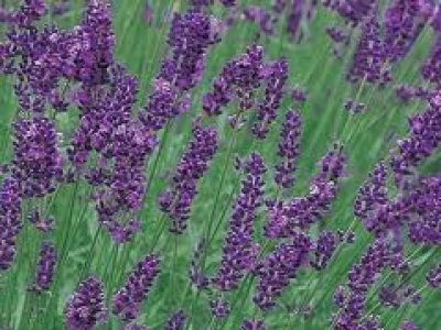 LAVANDER MUNSTEAD