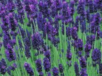 LAVENDER HIDCOTE