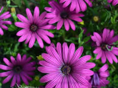 OSTEOSPERMUM TRESCO PURPLE