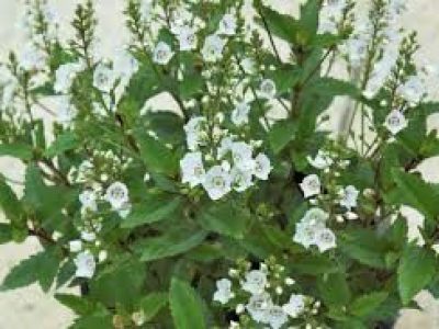 PARAHEBE AVALANCHE