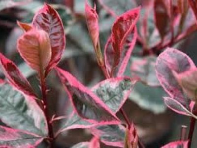 Photinia louise