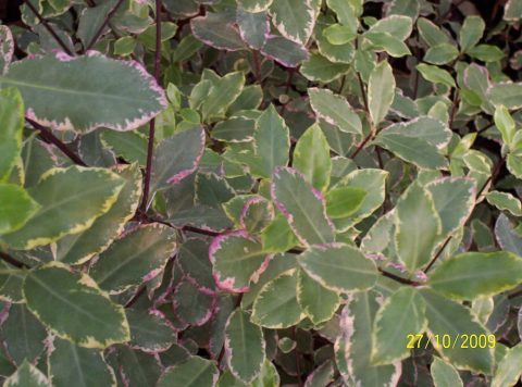 Pittosporum elizabeth