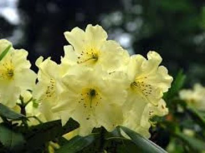 RHODODENDRON 'CENTENNIAL GOLD'