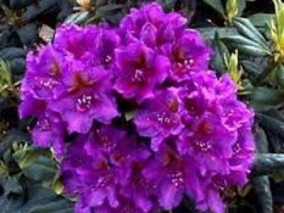 RHODODENDRON LEES DARK PURPLE