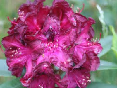 RHODODENDRON MARIE FORTIE