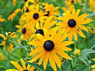RUDBECKIA GOLDSTURM
