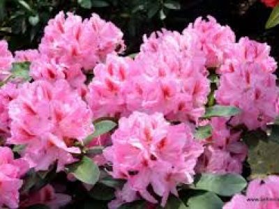 Rhododendron Furnivalls Daughter