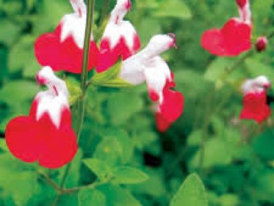 SALVIA MICROPHYLLA 'HOT LIPS'