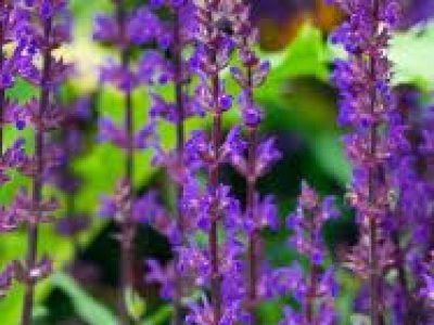 SALVIA NEMOROSA 'CARADONNA'