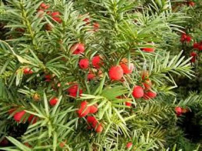 TAXUS BACCATA