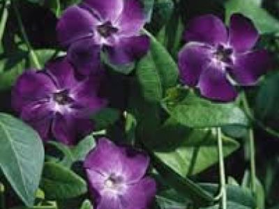 VINCA BOWLES PURPLE
