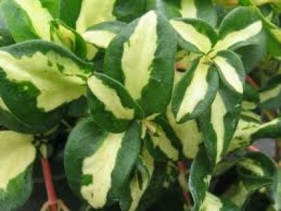 VINCA WOJO GEM