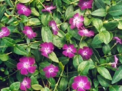 Vinca_minor_atropurpurea
