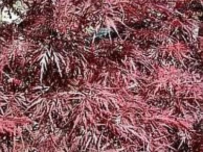 acer palmatum garnet