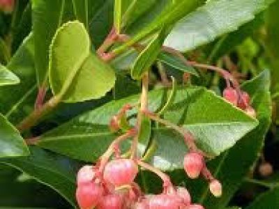 arbutus unedo