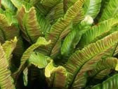 asplenium scolopendrium