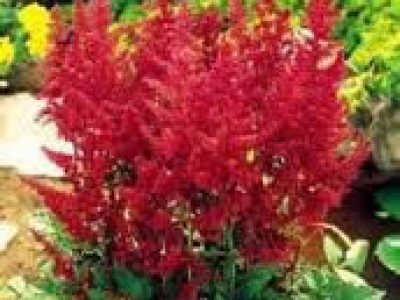 astilbe fanal