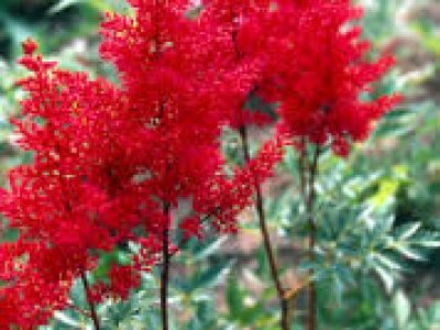astilbe red sentinel
