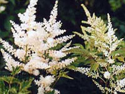 astilbe_washington
