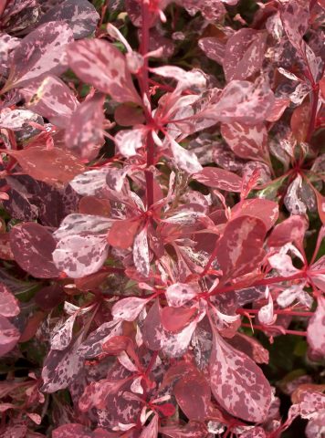 berberis rosy glow