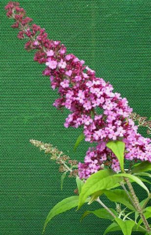 buddleja pink delight
